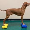 FITpaws mini fitbones - Image 6