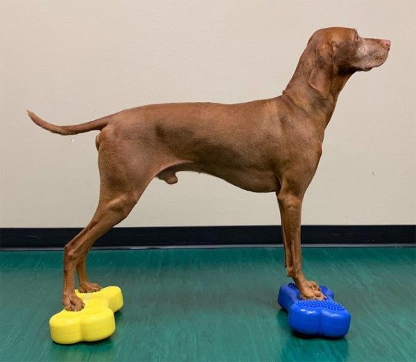 FITpaws mini fitbones - Image 6