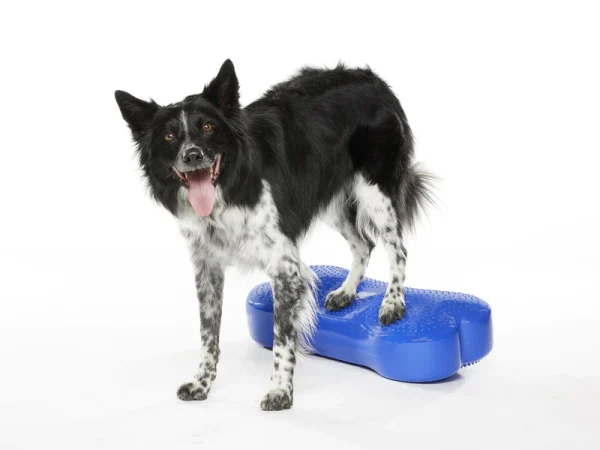 FITpaws k9 FITbone - Image 2