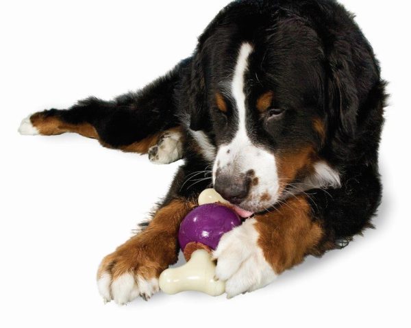 Busy buddy bouncy bone - Image 3