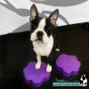 Flexiness toypaw stackers - Image 2