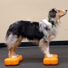FITpaws mini fitbones - Image 3