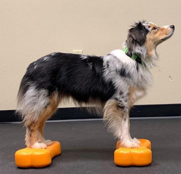 FITpaws mini fitbones - Image 3
