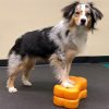 FITpaws mini fitbones - Image 2