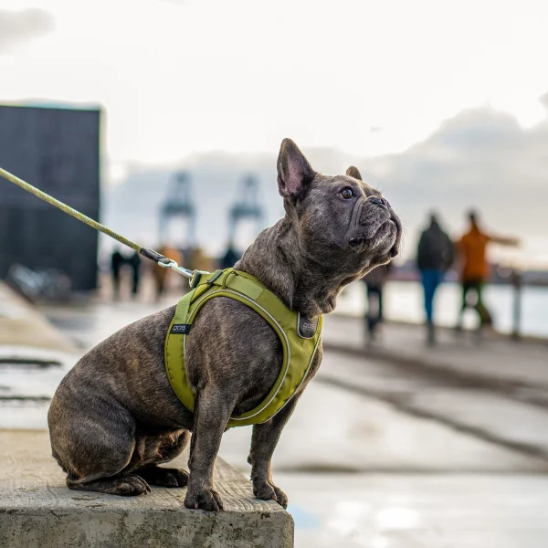 Dog Copenhagen Comfort Walk Go - Image 12